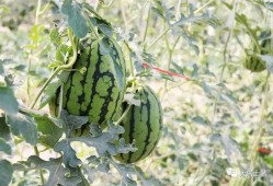 网红大瓜在哪找